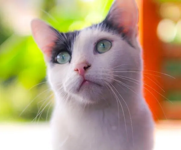 Naposoldal Vendeghaz 公寓