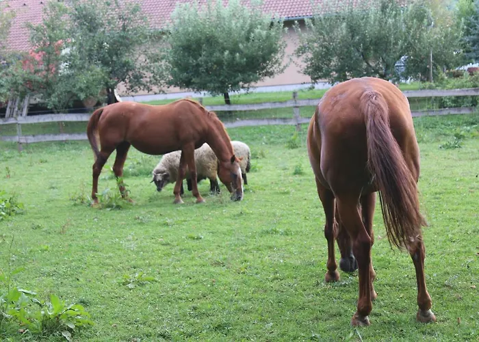 公寓 Naposoldal Vendeghaz